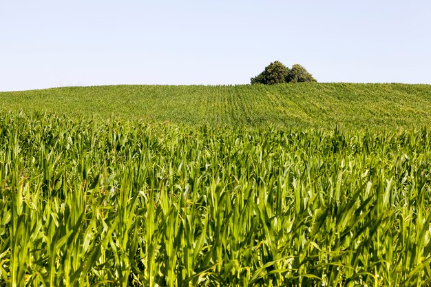 Uprawa zielonej kukurydzy