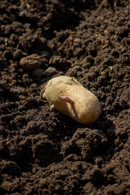 uprawa ziemniaków na farmie wiosennej ziemniaki w rękach selektywne skupienie natura