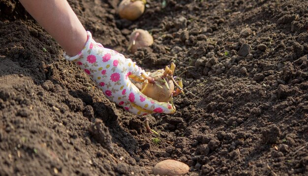 uprawa ziemniaków na farmie wiosennej ziemniaki w rękach selektywne skupienie natura