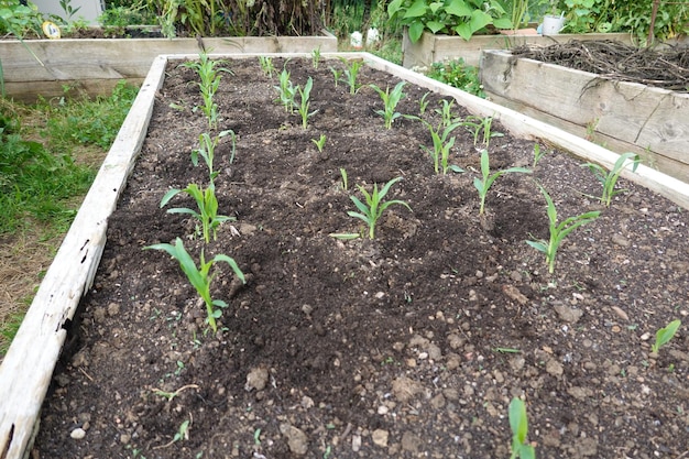 uprawiać kukurydzę na podwórku uprawa kukurydzy na podniesionych łóżkach uprawiając kukurydzę w domu