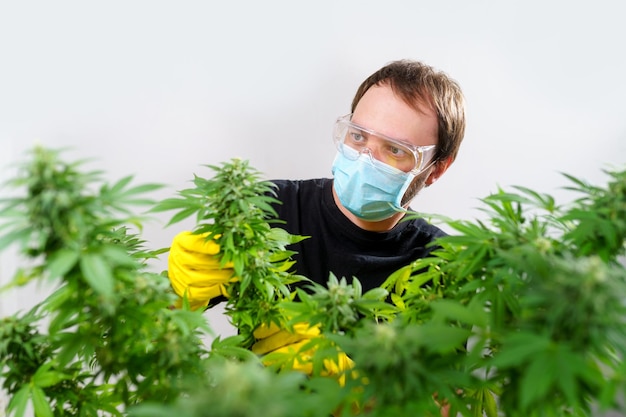 Uprawiający marihuanę medyczną mężczyzna w masce i rękawiczkach sprawdza roślinę marihuany