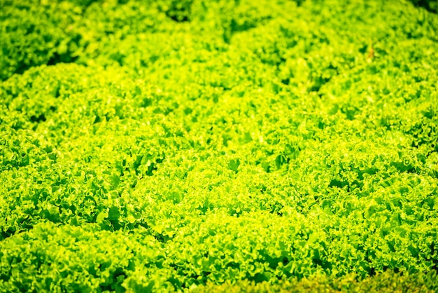 Uprawiane pola świeże zielone rzędy sałaty. strzał z selektywnym skupieniem