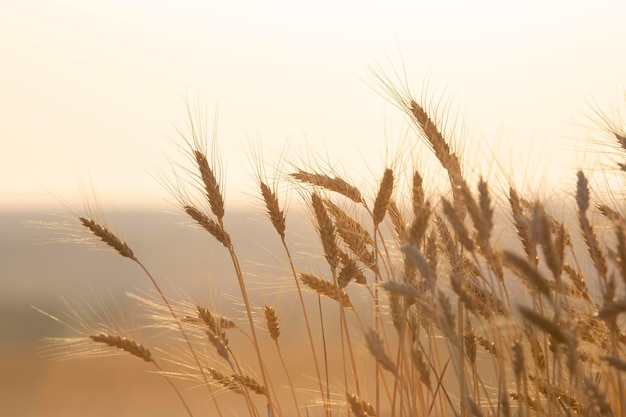 uprawy polowe z pszenicą. Agronomia i rolnictwo. Przemysł spożywczy.