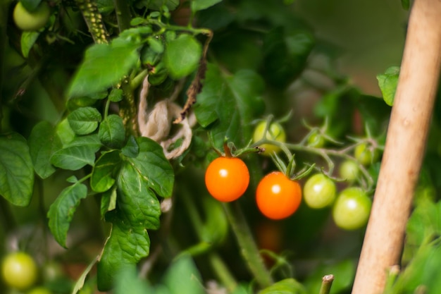 Uprawy pomidorów sadzone w glebie dojrzewają pod słońcem z bliska Uprawiana ziemia z kiełkami Rolnictwo roślina rosnąca w rzędzie zagonowym Zielona naturalna uprawa żywności