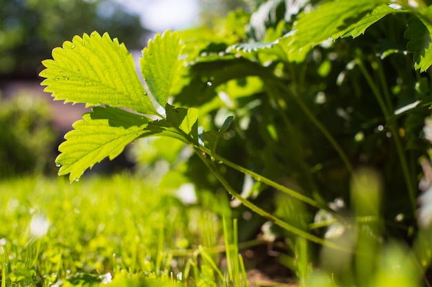 Uprawy truskawek pod słońcem Uprawiane ziemie zbliżenie z kiełkami Roślina rolnicza rosnąca w ogrodzie Zielona naturalna uprawa żywności