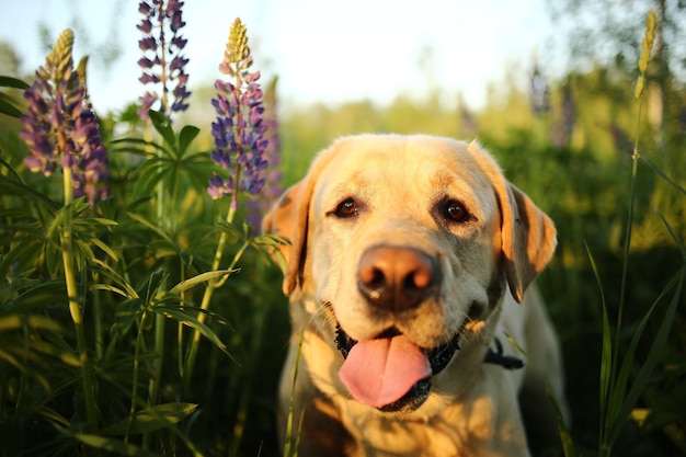 Uprzejmy Labrador Retriever z beżowym futerkiem wystającym językiem spacerującym wśród zielonej trawy i kwiatów