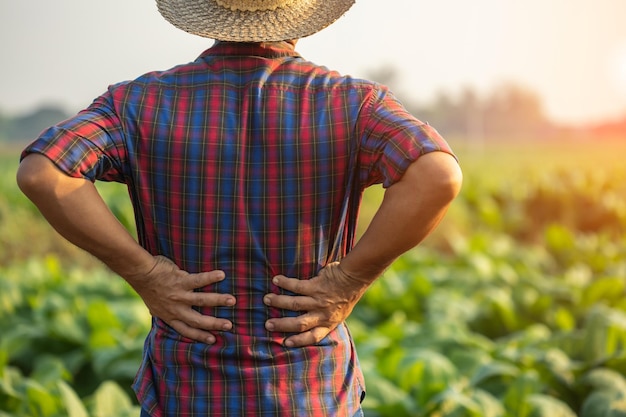 Urazy lub choroby, które mogą przytrafić się rolnikom podczas pracy Mężczyzna używa ręki do zakrycia talii z powodu zranionego bólu lub złego samopoczucia