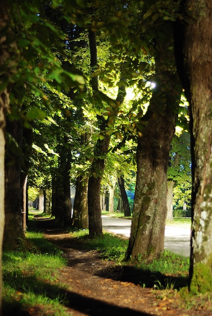 Urocza aleja z trójkątami i światłami