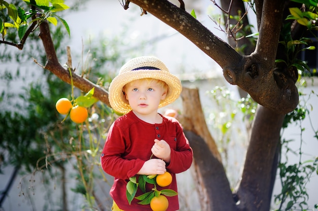Urocza chłopiec podnosi świeżego dojrzałego tangerine w pogodnym tangerine drzewa ogródzie w Włochy w słomianym kapeluszu. Mały rolnik pracujący w sadzie owocowym