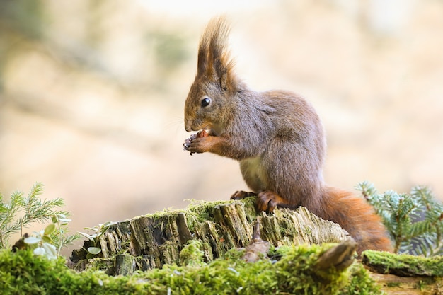 Urocza czerwona wiewiórka siedzi na pniu, trzyma orzechy i karmi w lesie