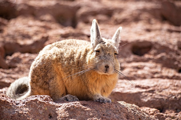 Urocza dzika szynszyla (vizcacha) na boliwijskiej pustyni Altiplano, Uyuni, Boliwia