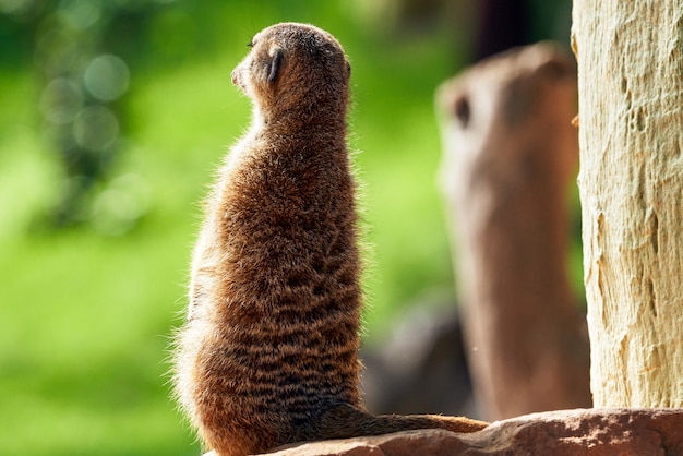 Urocza Futrzana Surykatka Z Tyłu Rozglądająca Się Po Skale W Zoo W Walencji, Hiszpania