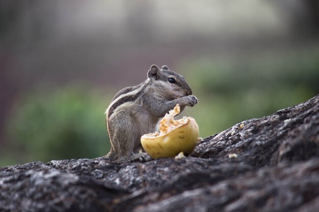 Urocza i urocza wiewiórka na pniu drzewa jedząca jedzenie