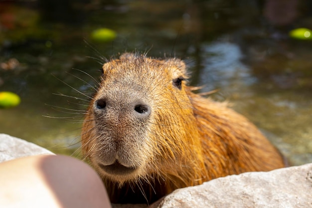 Urocza kapibara na farmie bierze kąpiel