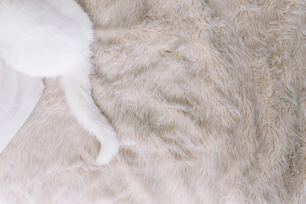 Urocza Kompozycja Zwierząt Domowych Z śpiącym Białym Kotem