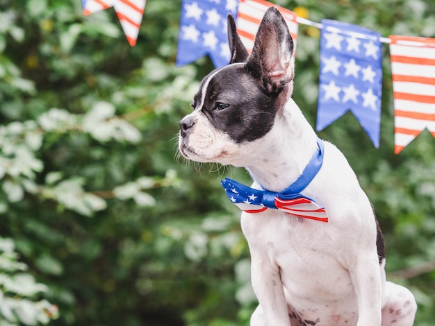 Zdjęcie urocza muszka dla szczeniaka w kolorach flagi amerykańskiej i zielonych drzew zbliżenie na zewnątrz gratulacje dla bliskich przyjaciół i współpracowników koncepcja opieki nad zwierzętami