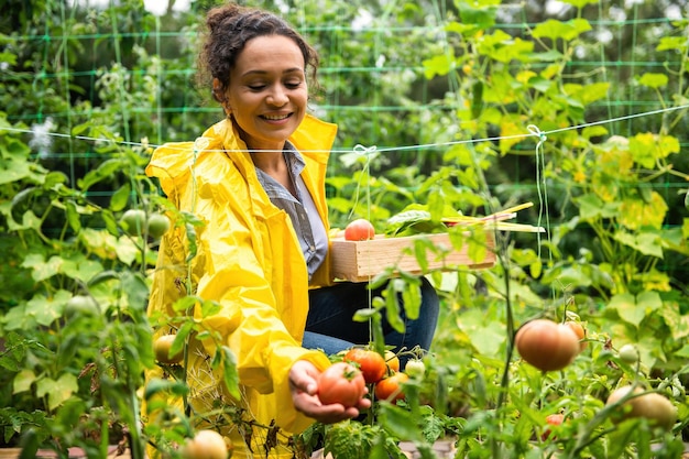 Zdjęcie urocza ogrodniczka agronom zbiera dojrzałe soczyste i ekologiczne pomidory we własnym gospodarstwie ekologicznym uprawa i zbiory