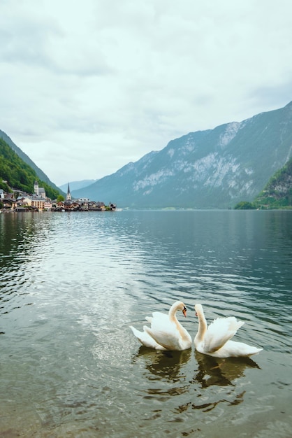 Urocza para łabędzi nad jeziorem hallstatt city na tle austria