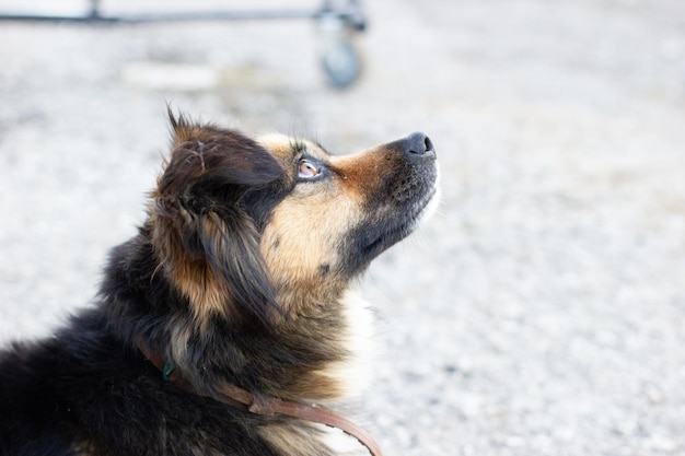 Urocza Perro Negro Y Marron En El Patio De Casa Mirando A Su Amo