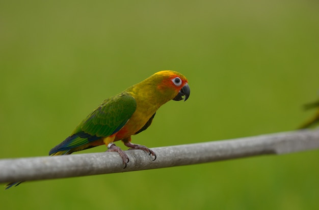 Urocza piękna papuga, słońce conure.