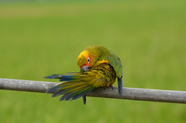 Zdjęcie urocza piękna papuga, słońce conure.