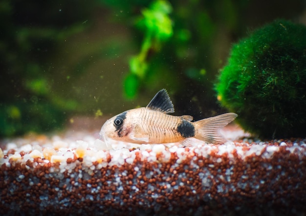 Urocza rodzina Corydoras w akwarium mu