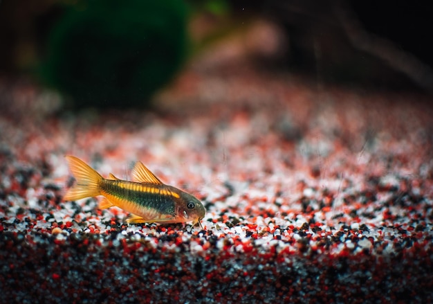 Urocza rodzina Corydoras w akwarium mu