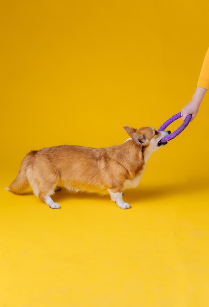 Urocza, śliczna Welsh Corgi Pembroke pozująca i bawiąca się ściągaczem na żółtym tle studyjnym Najpopularniejsza rasa psów