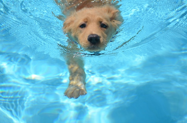 Urocza szczenię golden retrievera pływająca w basenie.