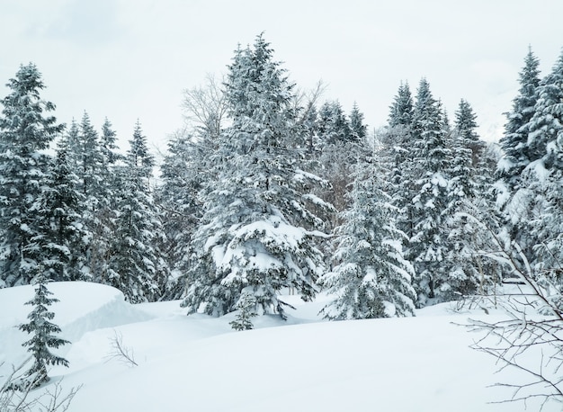 Urocza zimy sceneria z Jedlinowymi drzewami zakrywającymi z śniegiem na zimy górze.