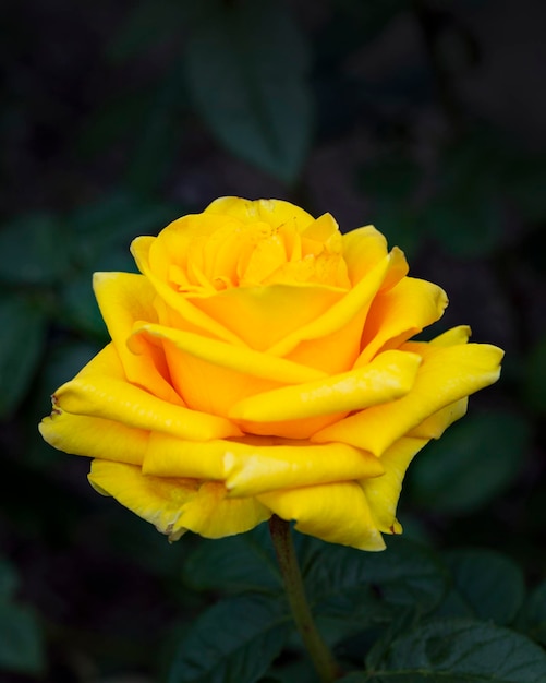 Urocza żółta róża na naturalnym tle Kwiaciarstwo wieloletnie rośliny ogrodowe