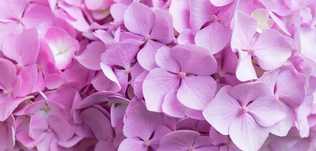 Urocze delikatne kwitnące różowoliliowe hortensje wiosenne letnie kwiaty w formacie ogrodowego banera