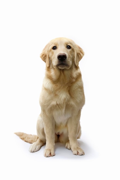 urocze zwierzę golden retriever