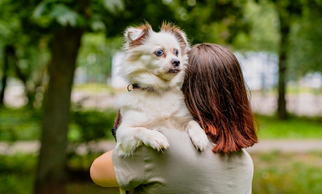 Uroczy biały puszysty pies o gołębich oczach siedzi w ramionach kobiety podczas spaceru w letni dzień Nierozpoznawalna dziewczyna przytula swojego psa