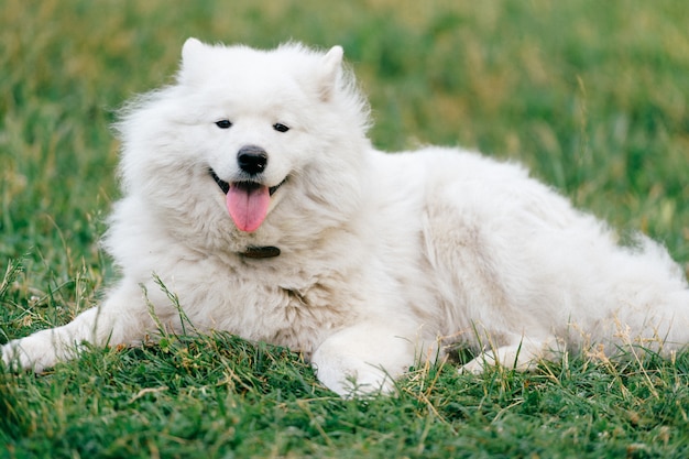 Uroczy biały puszysty samoyed szczeniaka lying on the beach na trawie