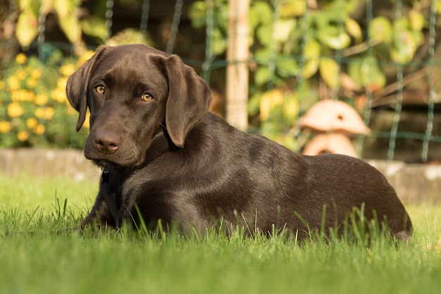 Uroczy brązowy labrador retriever siedzący na trawie w parku