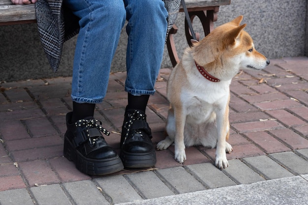 Uroczy czerwony piesek Shiba Inu w czerwonej obroży siedzi obok właściciela w słoneczny letni dzień