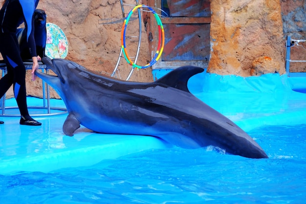 Uroczy delfin w delfinarium