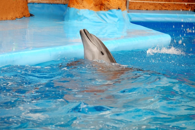 Uroczy delfin w delfinarium