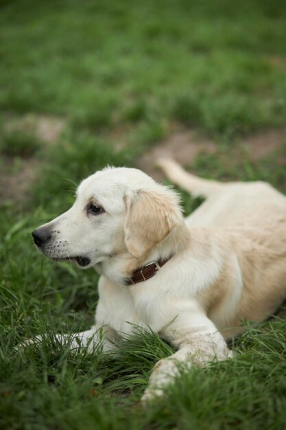 Uroczy golden retriever na zielonej trawie, park. golden retriever grający na trawie w parku.