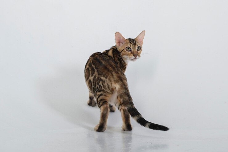 uroczy kot bengalski pozuje w studiu fotograficznym