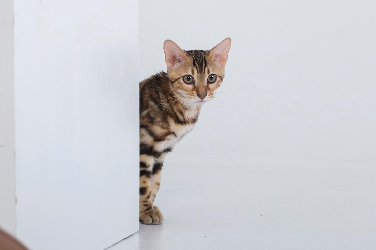 uroczy kot bengalski pozuje w studiu fotograficznym