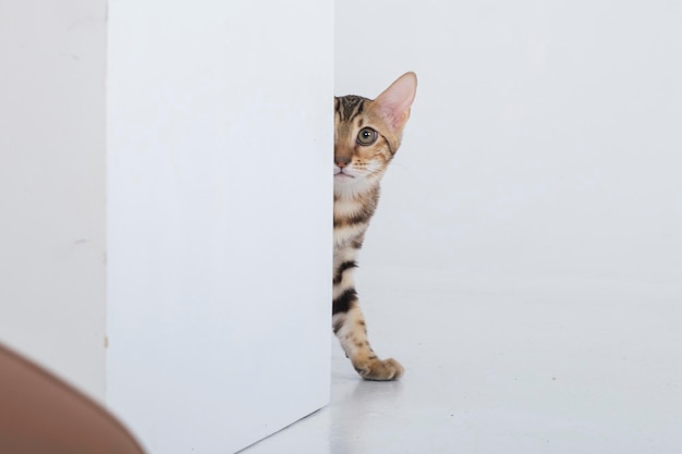 uroczy kot bengalski pozuje w studiu fotograficznym