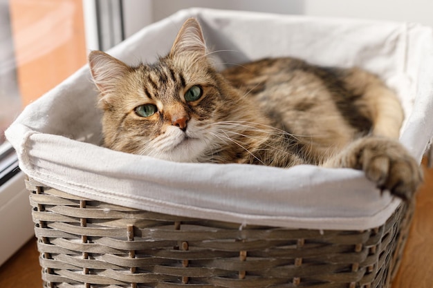 Uroczy kot siedzi w koszu w ciepłym słońcu Śliczny portret maine coon o poważnym wyglądzie relaksujący w słonecznej, atmosferycznej chwili Zwierzak i przytulny dom