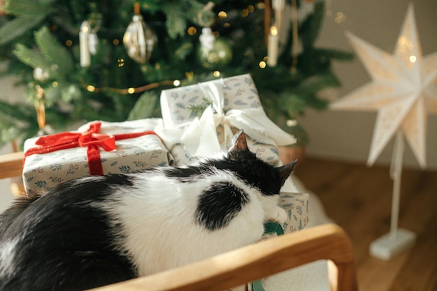 Uroczy kot śpiący na stylowych prezentach na nowoczesnym krześle, relaksujący się na tle stylowo udekorowanej choinki Zwierzęta domowe i ferie zimowe Klimatyczna, przytulna wigilia