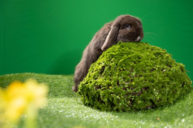 Zdjęcie uroczy króliczek z dekoracją wielkanocną