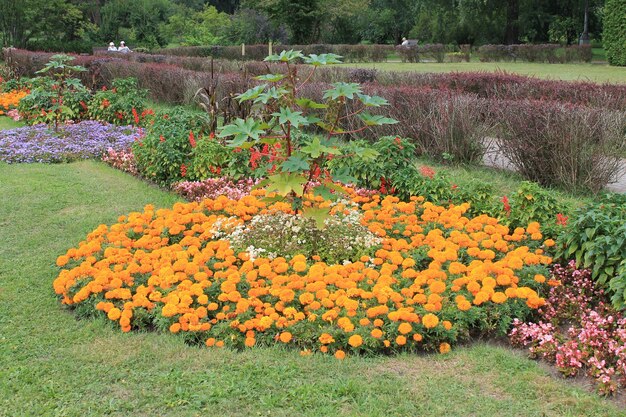 Uroczy kwietnik z kwiatami w ogrodzie botanicznym