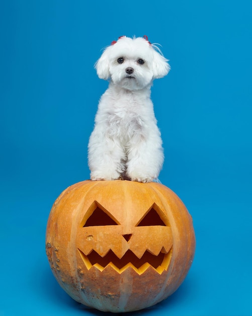 Zdjęcie uroczy mały piesek maltański z lampami jacka koncepcja świątecznej sesji zdjęciowej na halloween w studio na niebieskim tle