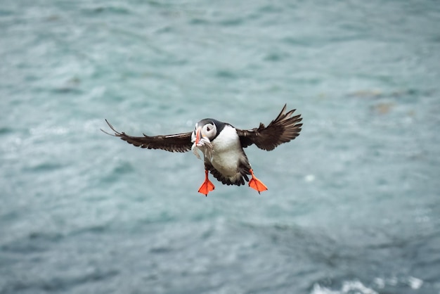 Uroczy maskonur atlantycki lub fratercula arctica latający i łowiący węgorza w Oceanie Atlantyckim latem na Islandii