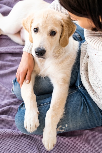 Uroczy młody piesek retriever w domu w ramionach właściciela